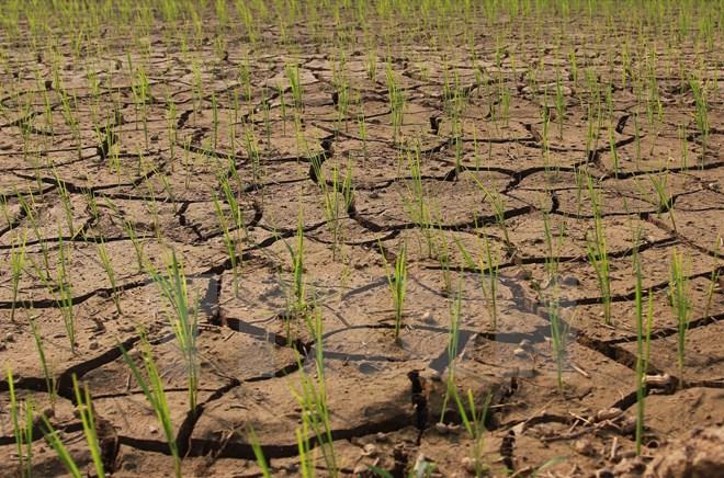 El Nino khả năng cao trở lại vào tháng tới: Biến đổi khí hậu đe dọa nhà cung gạo hàng đầu thế giới