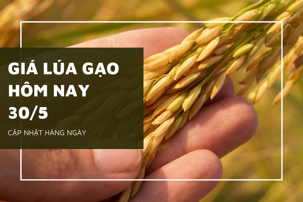 Giá lúa gạo ngày 30/5: Một vài giống lúa giảm giá nhẹ