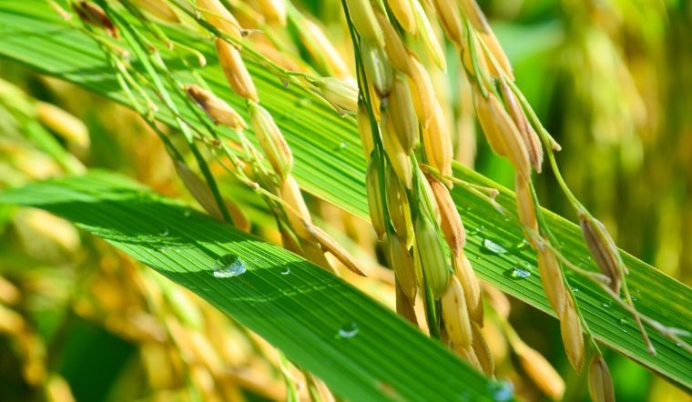Giá lúa gạo hôm nay 31/05: Gạo là mặt hàng có giá trị xuất khẩu cao nhất 5 tháng/2023