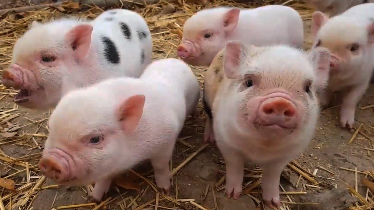 Tăng cường chuyển đổi số, đẩy nhanh ứng dụng khoa học công nghệ vào ngành chăn nuôi lợn