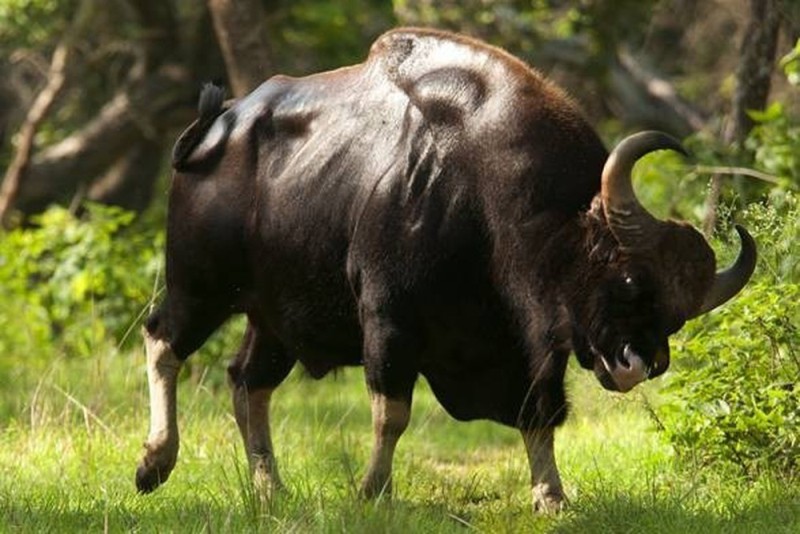 Thị trường bò tót là gì? Đặc điểm của Bull Market trong chứng khoán là gì?